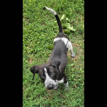 Jean-Luc -  German Shorthaired Pointer and Bluetick Coonhound Dog for Adoption in Midlothian, Virginia - Jean-Luc | PetCurious