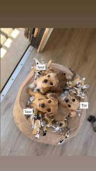 Tot -  Terrier Dog for Adoption in San Diego, California - Tot | PetCurious