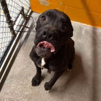 Rescue Cane Corso and Boxer Dogs for Adoption in Fairmont, West Virginia - Chille | PetCurious
