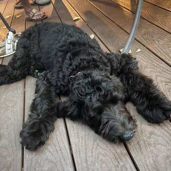 Celeste -  Standard Poodle and Golden Retriever Dog for Adoption in Minneapolis, Minnesota - Celeste | PetCurious