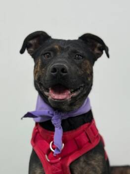 Waldo-One of our Amazing Rescue Dogs -  Plott Hound and Mountain Cur Dog for Adoption in Carlsbad, California - Waldo-One Of Our Amazing Rescue Dogs | PetCurious