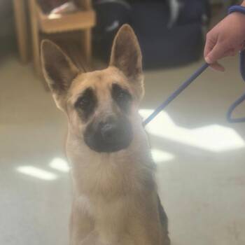 River -  German Shepherd Dog Dog for Adoption in Fort Bragg, California - River | PetCurious
