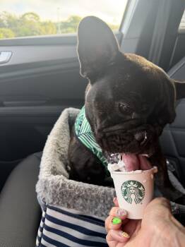 Dottie -  French Bulldog Dog for Adoption in Cape Coral, Florida - Dottie | PetCurious