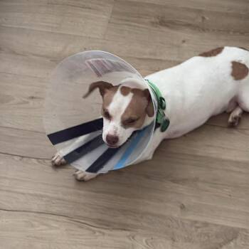 Chihuahua Dogs Available for Adoption in Tampa, Florida - King | PetCurious