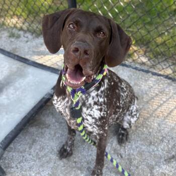 German Shorthaired Pointer Dogs Available for Adoption in Philadelphia, Pennsylvania - Pipper | PetCurious