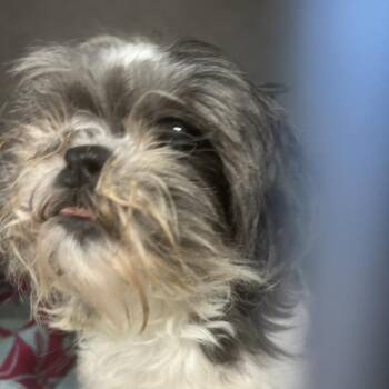 Toma -  Shih Tzu Dog for Adoption in Northbrook, Illinois - Toma | PetCurious