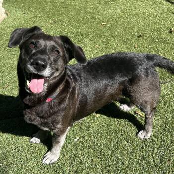 Rescue Basset Hound Dogs for Adoption in Huntington, New York - Zucchini | PetCurious