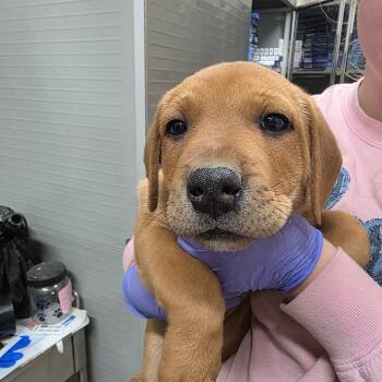 Rescue Labrador Retriever and Boxer Dogs for Adoption in Clanton, Alabama - Brennen | PetCurious