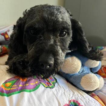 Sebastian 6143 -  Poodle Dog for Adoption in Loxahatchee Groves, Florida - Sebastian 6143 | PetCurious