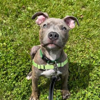 Merlin -  Pit Bull Terrier and Mixed Breed Dog for Adoption in Chicago, Illinois - Merlin | PetCurious