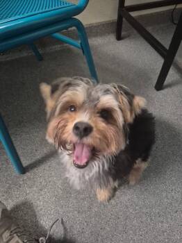 Buddy -  Yorkshire Terrier Dog for Adoption in Matthews, North Carolina - Buddy | PetCurious