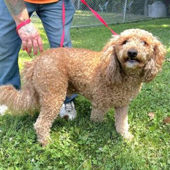 Ronnie -  Golden Retriever and Miniature Poodle Dog for Adoption in Warrensburg, Missouri - Ronnie | PetCurious
