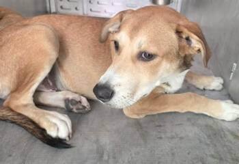 A431753 -  Siberian Husky and Mixed Breed Dog for Adoption in Conroe, Texas - A431753 | PetCurious