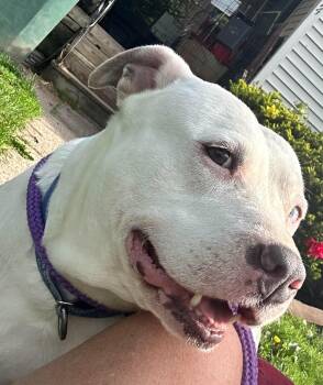 Queenie: Adopt or Forever Foster -  Pit Bull Terrier Dog for Adoption in Rochester, New York - Queenie: Adopt Or Forever Foster | PetCurious