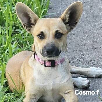 Cosmo -  Corgi Dog for Adoption in Austin, Texas - Cosmo | PetCurious