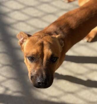 Rescue Black Mouth Cur and Mixed Breed Dogs for Adoption in Tulsa, Oklahoma - BENJAMIN | PetCurious