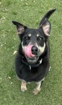 Shepherd Dogs Available for Adoption in Denton, Texas - Lizzy | PetCurious