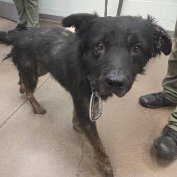 Trapper -  Shepherd Dog for Adoption in Chattanooga, Tennessee - Trapper | PetCurious