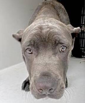 Cane Corso Dogs Available for Adoption - A652315 | PetCurious