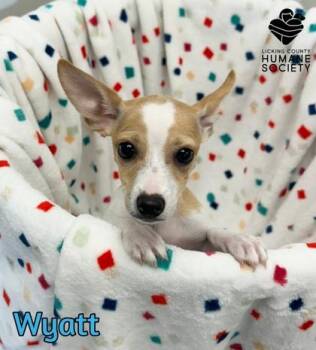 Wyatt -  Chihuahua and Mixed Breed Dog for Adoption in Heath, Ohio - Wyatt | PetCurious
