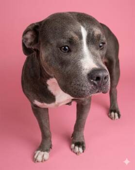 Mixed Breed Dogs Available for Adoption in Jacksonville, Florida - STOCKTON | PetCurious