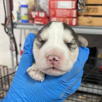 Holland -  Shepherd Dog for Adoption in Edinburg, Texas - Holland | PetCurious