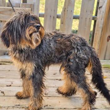 TNGC-Stray-1396 -  Poodle and Mixed Breed Dog for Adoption in Pulaski, Tennessee - TNGC-Stray-1396 | PetCurious