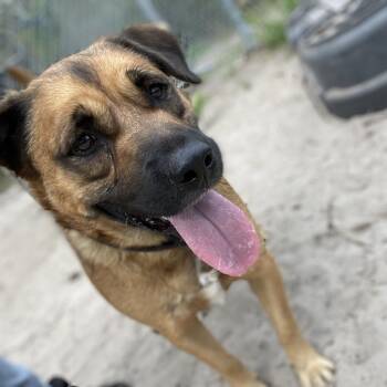 Milo -  Shepherd Dog for Adoption in Gainesville, Florida - Milo | PetCurious