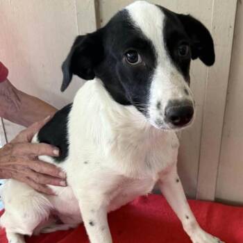 Rosie -  Mixed Breed Dog for Adoption - Rosie | PetCurious