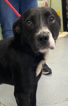 Rescue Labrador Retriever Dogs for Adoption in Beebe, Arkansas - Bitty | PetCurious