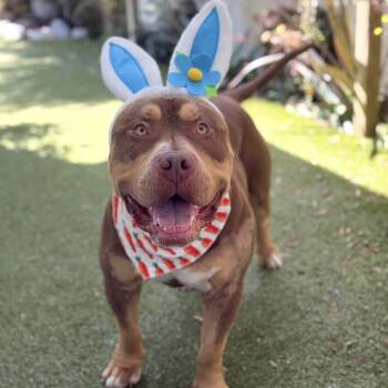 American Bully Dogs Available for Adoption in Riverside, California - Max  | PetCurious