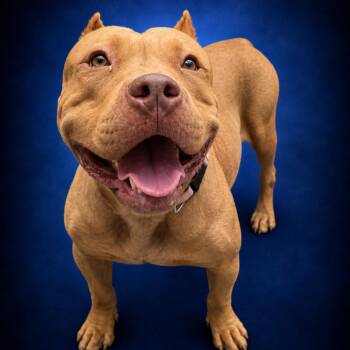 Cupcake -  Pit Bull Terrier and Cane Corso Dog for Adoption in Newport, Tennessee - Cupcake | PetCurious