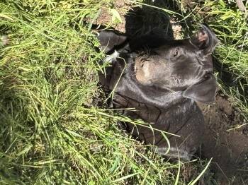 Rescue Belgian Shepherd Malinois Dogs for Adoption in ROUGH READY, California - Fudge | PetCurious