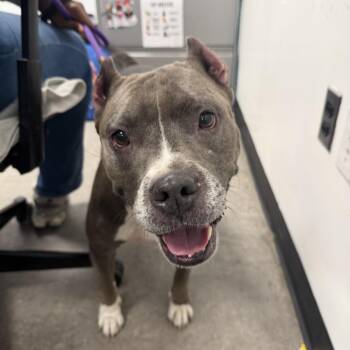 Cutey Mama -  Mixed Breed Dog for Adoption in Philadelphia, Pennsylvania - Cutey Mama | PetCurious