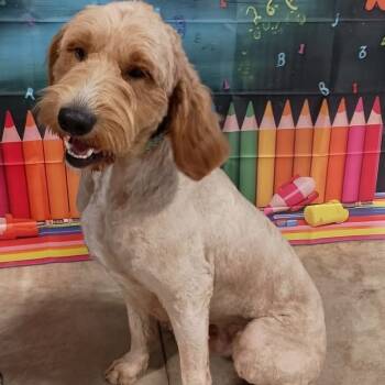 Rescue Golden Retriever and Poodle Dogs for Adoption in Blair, Wisconsin - Fuddle | PetCurious