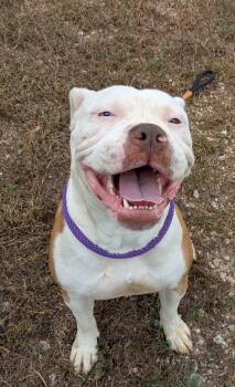 Rescue Boxer and Mixed Breed Dogs for Adoption in Osage Beach, Missouri - Bluey | PetCurious