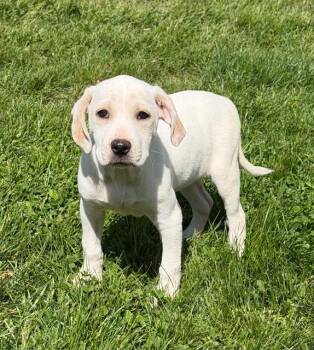 Emma -  Labrador Retriever Dog Available for Adoption - Emma | PetCurious