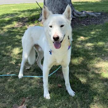 Fiona -  Siberian Husky and Alaskan Malamute Dog for Adoption in Torrance, California - Fiona | PetCurious