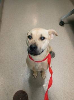 Black Mouth Cur and Mixed Breed Dogs Available for Adoption - MARGE | PetCurious