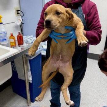 Lemon Pepper -  Pit Bull Terrier Dog for Adoption in Oakland, California - Lemon Pepper | PetCurious