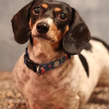 Presley -  Dachshund Dog for Adoption in Yukon, Oklahoma - Presley | PetCurious