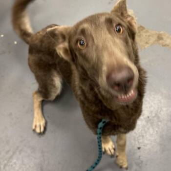 Kite -  German Shepherd Dog Dog for Adoption in Pekin, Illinois - Kite | PetCurious