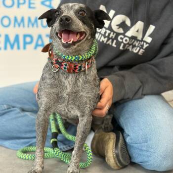 Blue Belle -  Mixed Breed Dog for Adoption in Morristown, Vermont - Blue Belle | PetCurious