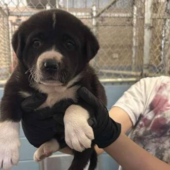 Mixed Breed Dogs Available for Adoption - Piranha | PetCurious