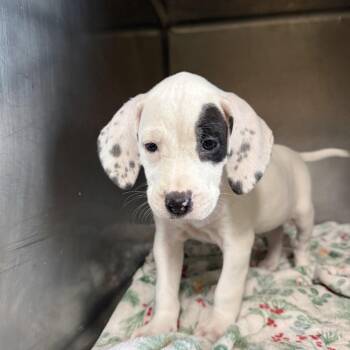 Purdy Reeves 5439 -  Hound Dog for Adoption in Loxahatchee Groves, Florida - Purdy Reeves 5439 | PetCurious