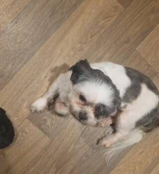 Jimmy -  Shih Tzu Dog for Adoption in Gainesville, Virginia - Jimmy | PetCurious