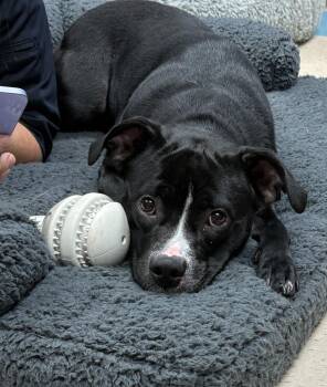Gypsy -  Staffordshire Bull Terrier Dog for Adoption in Ashland, Virginia - Gypsy | PetCurious