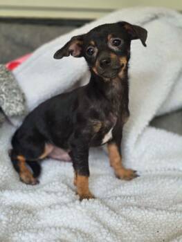 Chihuahua Dogs Available for Adoption in Milton, Florida - Tugsy | PetCurious