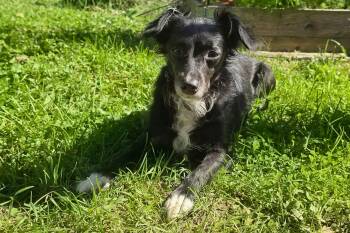 Tori -  Terrier Dog for Adoption in Riverdale, Iowa - Tori | PetCurious