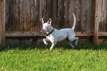Poppy -  American Staffordshire Terrier Dog for Adoption in Magnolia, Texas - Poppy | PetCurious